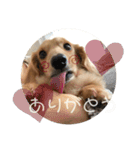 愛しのごんた（個別スタンプ：5）
