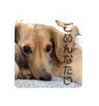 愛しのごんた（個別スタンプ：7）