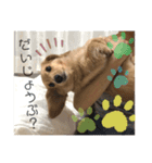愛しのごんた（個別スタンプ：8）