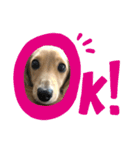 愛しのごんた（個別スタンプ：11）