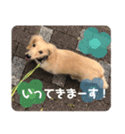 愛しのごんた（個別スタンプ：15）