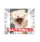 毒舌タロちゃん（個別スタンプ：1）