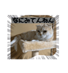 毒舌タロちゃん（個別スタンプ：2）