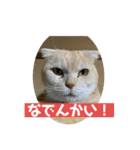 毒舌タロちゃん（個別スタンプ：6）