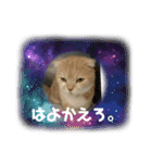 毒舌タロちゃん（個別スタンプ：10）