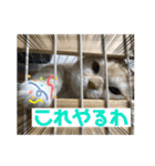 毒舌タロちゃん（個別スタンプ：11）