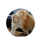 毒舌タロちゃん（個別スタンプ：12）
