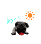 ちくわ(パグ)の日常（個別スタンプ：8）