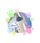 猫の日常をスタンプに。（個別スタンプ：1）