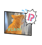 猫の日常をスタンプに。（個別スタンプ：2）