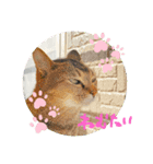 猫の日常をスタンプに。（個別スタンプ：3）