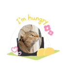 猫の日常をスタンプに。（個別スタンプ：5）