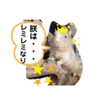 レミーのかわいいデグースタンプ（個別スタンプ：1）