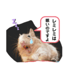 レミーのかわいいデグースタンプ（個別スタンプ：4）