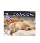 レミーのかわいいデグースタンプ（個別スタンプ：5）