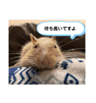 レミーのかわいいデグースタンプ（個別スタンプ：8）