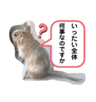 レミーのかわいいデグースタンプ（個別スタンプ：11）