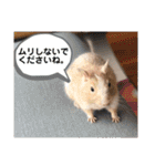 レミーのかわいいデグースタンプ（個別スタンプ：12）