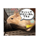 レミーのかわいいデグースタンプ（個別スタンプ：13）