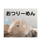 レミーのかわいいデグースタンプ（個別スタンプ：15）