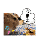 レミーのかわいいデグースタンプ（個別スタンプ：16）