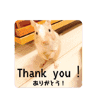 レミーのかわいいデグースタンプ（個別スタンプ：19）