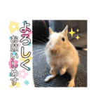 レミーのかわいいデグースタンプ（個別スタンプ：25）