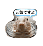 レミーのかわいいデグースタンプ（個別スタンプ：26）