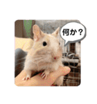 レミーのかわいいデグースタンプ（個別スタンプ：28）