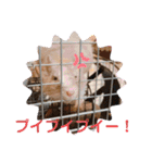レミーのかわいいデグースタンプ（個別スタンプ：30）