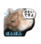 レミーのかわいいデグースタンプ（個別スタンプ：36）