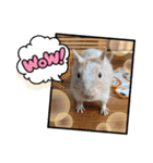 レミーのかわいいデグースタンプ（個別スタンプ：37）