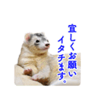 フェレットのかじきくん（個別スタンプ：1）