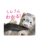 フェレットのかじきくん（個別スタンプ：3）