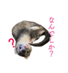 フェレットのかじきくん（個別スタンプ：4）