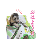 フェレットのかじきくん（個別スタンプ：5）