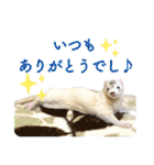 フェレットのかじきくん（個別スタンプ：6）
