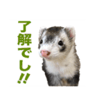 フェレットのかじきくん（個別スタンプ：8）