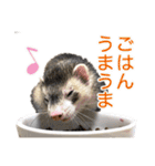 フェレットのかじきくん（個別スタンプ：9）