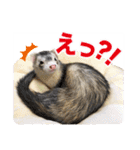 フェレットのかじきくん（個別スタンプ：10）