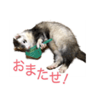 フェレットのかじきくん（個別スタンプ：11）