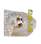 フェレットのかじきくん（個別スタンプ：12）