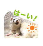 フェレットのかじきくん（個別スタンプ：14）
