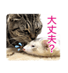 フェレットのかじきくん（個別スタンプ：15）