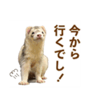 フェレットのかじきくん（個別スタンプ：16）