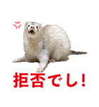 フェレットのかじきくん（個別スタンプ：17）