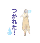 フェレットのかじきくん（個別スタンプ：18）