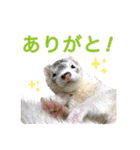 フェレットのかじきくん（個別スタンプ：19）