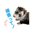 フェレットのかじきくん（個別スタンプ：20）