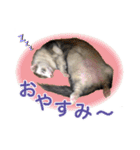 フェレットのかじきくん（個別スタンプ：21）